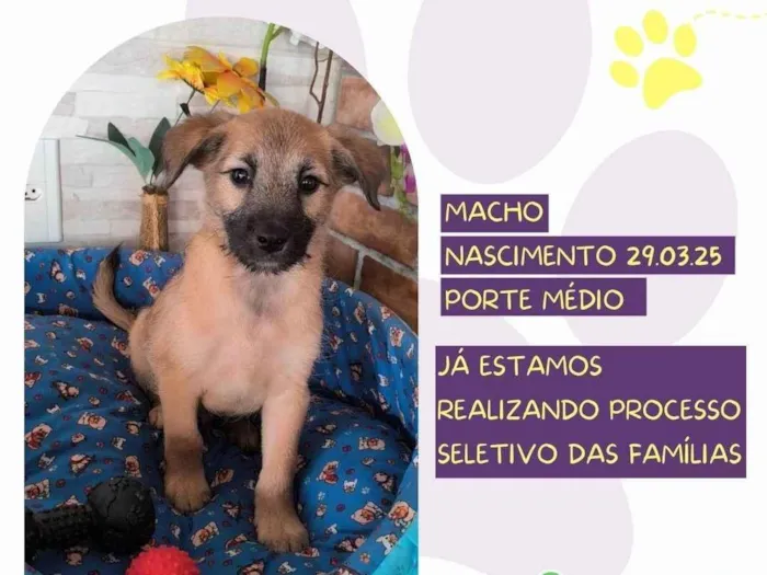 Cachorro ra a SRD-ViraLata idade 2 a 6 meses nome Benji