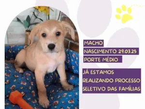 Cachorro raça SRD-ViraLata idade Abaixo de 2 meses nome Bonnie