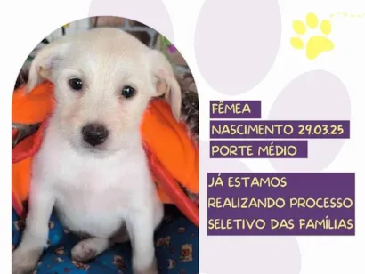 Cachorro raça SRD-ViraLata idade Abaixo de 2 meses nome Clarinha