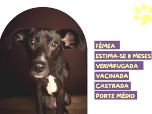 Cachorro raça SRD-ViraLata idade 7 a 11 meses nome Amora