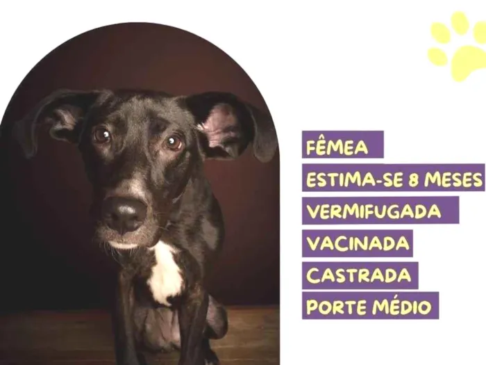 Cachorro ra a SRD-ViraLata idade 7 a 11 meses nome Amora