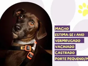 Cachorro raça SRD-ViraLata idade 1 ano nome Café