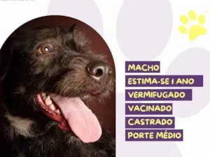 Cachorro raça SRD-ViraLata idade 1 ano nome Zeus :)