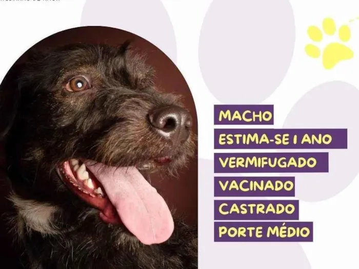 Cachorro ra a SRD-ViraLata idade 1 ano nome Zeus :)