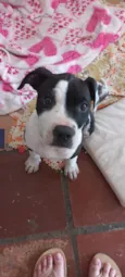 Marshall 