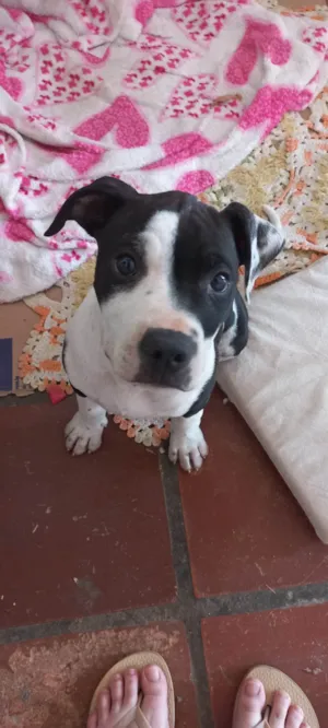 Cachorro raça Pit-Bull idade 1 ano nome Marshall 