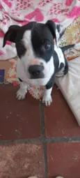 Marshall 