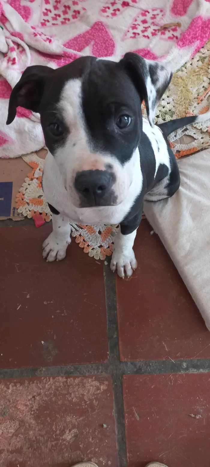 Cachorro ra a Pit-Bull idade 1 ano nome Marshall 
