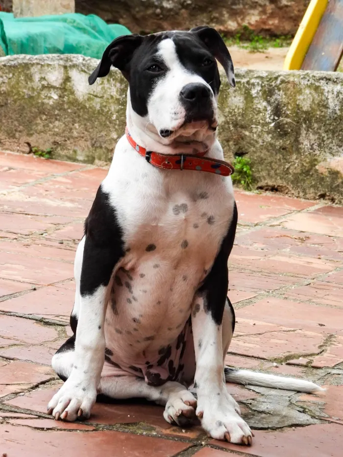 Cachorro ra a Pit-Bull idade 1 ano nome Marshall 