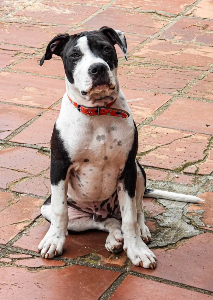 Cachorro ra a Pit-Bull idade 1 ano nome Marshall 
