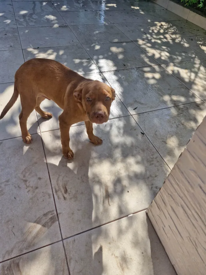 Cachorro ra a SRD-ViraLata idade 2 a 6 meses nome Alemão 