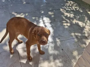 Cachorro raça SRD-ViraLata idade 2 a 6 meses nome Alemão 