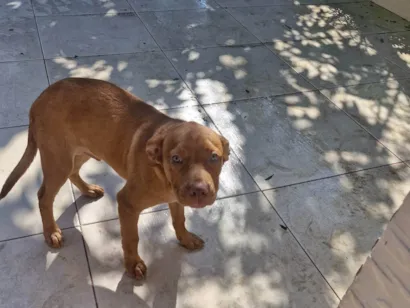 Cachorro raça SRD-ViraLata idade 2 a 6 meses nome Alemão 