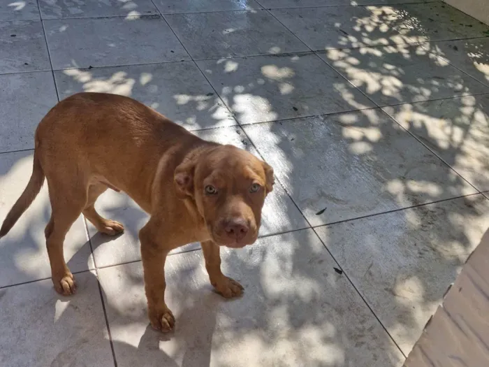 Cachorro ra a SRD-ViraLata idade 2 a 6 meses nome Alemão 
