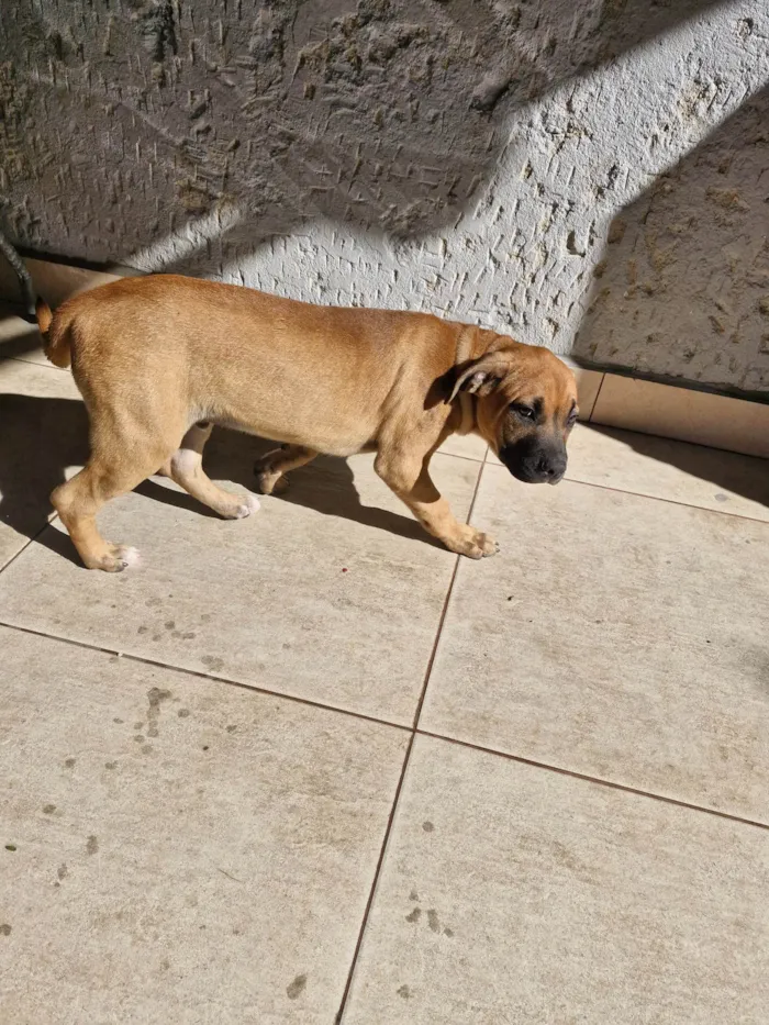 Cachorro ra a SRD-ViraLata idade 2 a 6 meses nome Fumaça