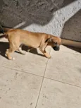 Fumaça