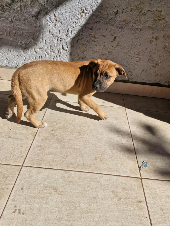 Cachorro ra a SRD-ViraLata idade 2 a 6 meses nome Fumaça