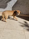 Fumaça