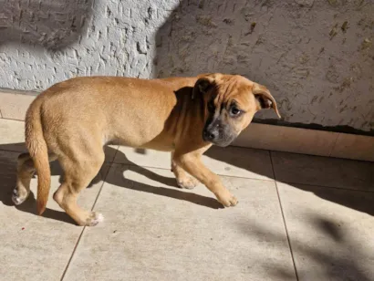 Cachorro raça SRD-ViraLata idade 2 a 6 meses nome Fumaça