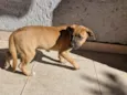 Fumaça