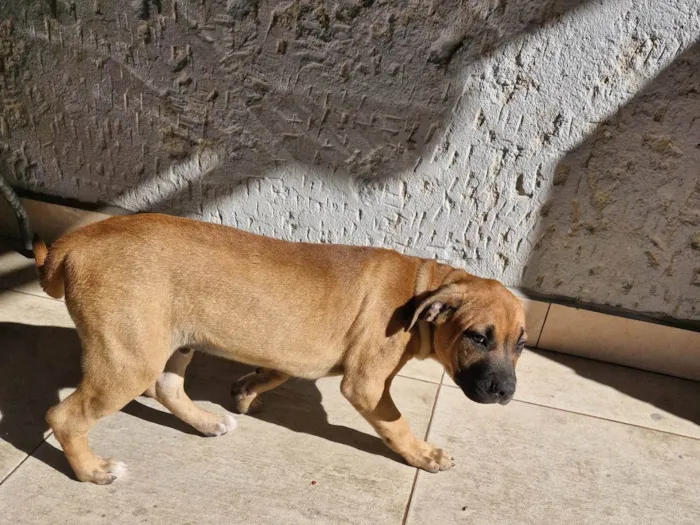 Cachorro ra a SRD-ViraLata idade 2 a 6 meses nome Fumaça