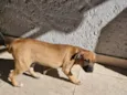 Fumaça