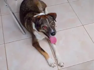 Cachorro raça SRD-ViraLata idade 1 ano nome Vitória 