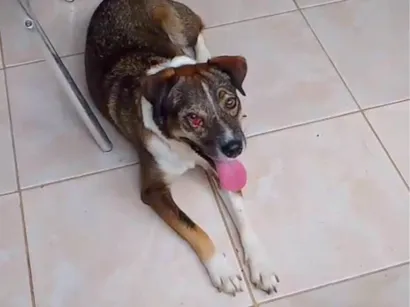 Cachorro raça SRD-ViraLata idade 1 ano nome Vitória 
