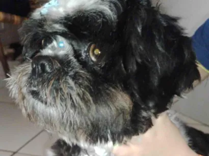Cachorro raça Shitzu idade 1 ano nome Max