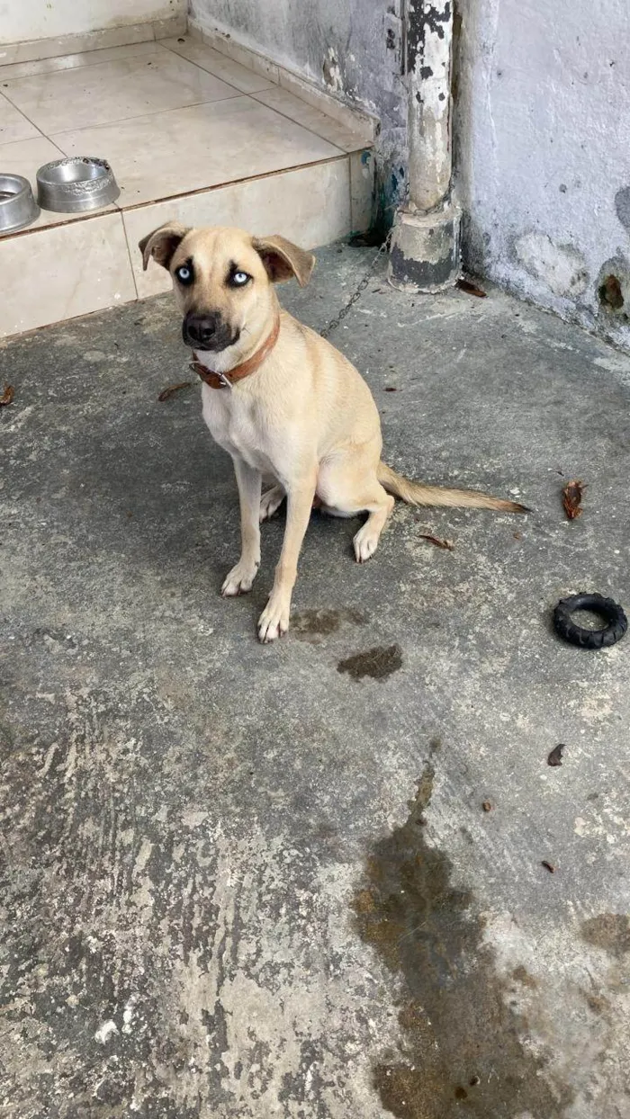 Cachorro ra a Perdigueiro idade 5 anos nome Blue