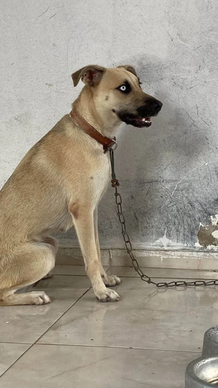 Cachorro ra a Perdigueiro idade 5 anos nome Blue