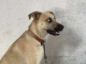 Cachorro raça Perdigueiro idade 5 anos nome Blue
