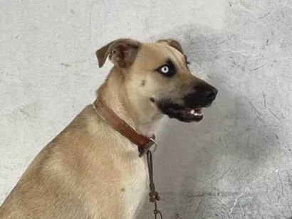 Cachorro raça Perdigueiro idade 5 anos nome Blue