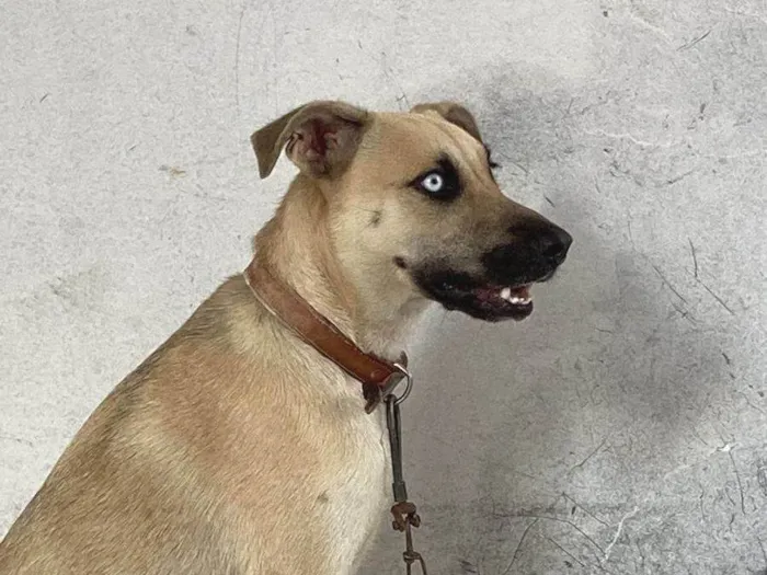 Cachorro ra a Perdigueiro idade 5 anos nome Blue