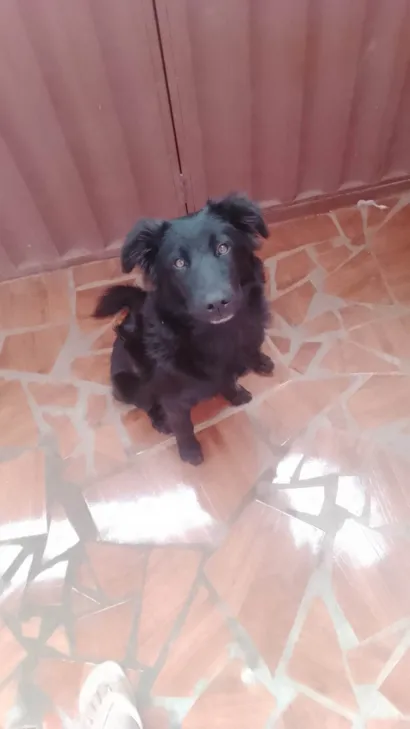 Cachorro raça SRD-ViraLata idade 7 a 11 meses nome Ralphe
