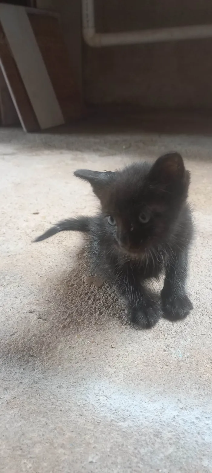 Gato ra a SRD-ViraLata idade Abaixo de 2 meses nome Sereia 