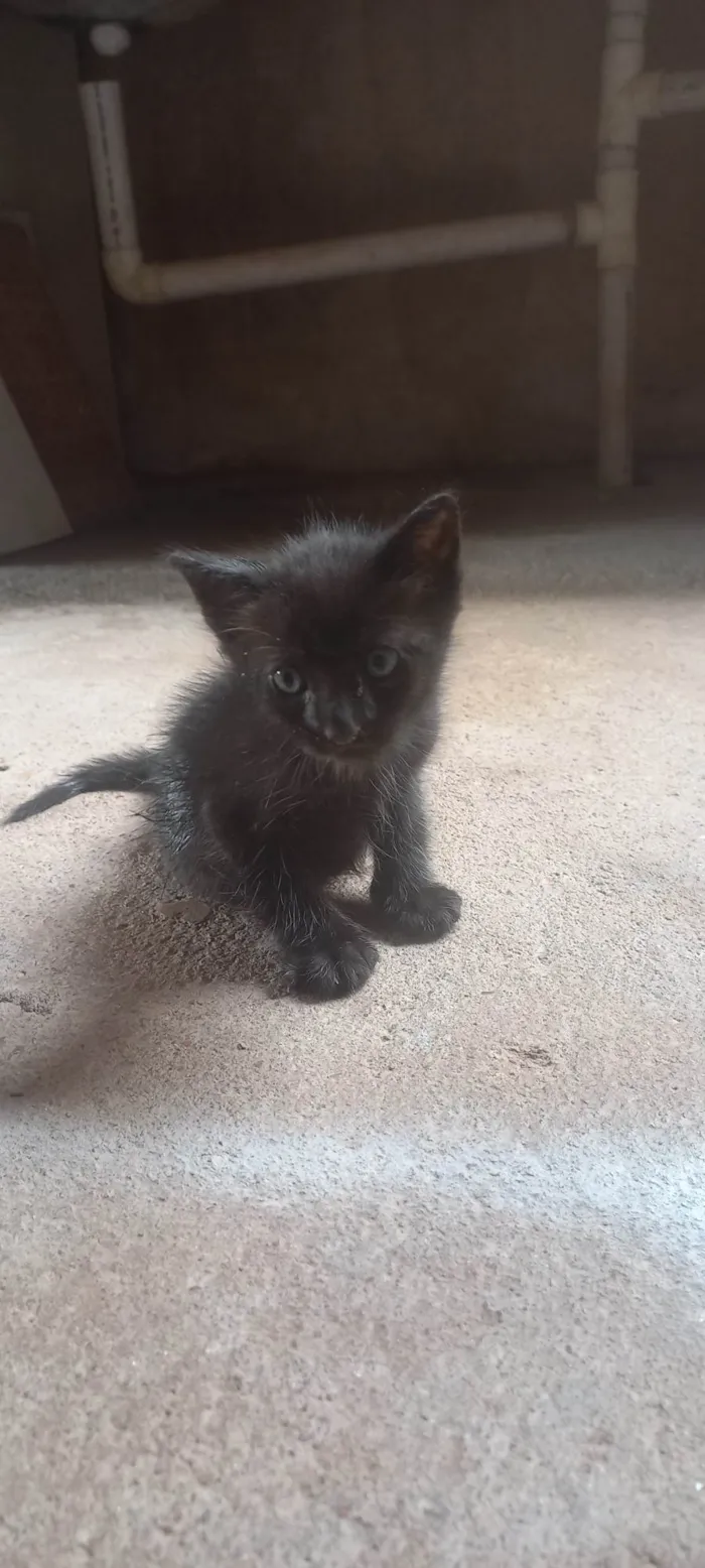 Gato ra a SRD-ViraLata idade Abaixo de 2 meses nome Sereia 