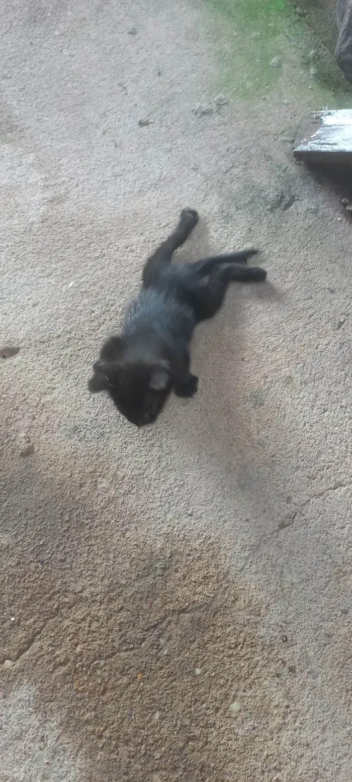 Gato ra a SRD-ViraLata idade Abaixo de 2 meses nome Sereia 