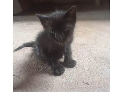 Gato raça SRD-ViraLata idade Abaixo de 2 meses nome Sereia 