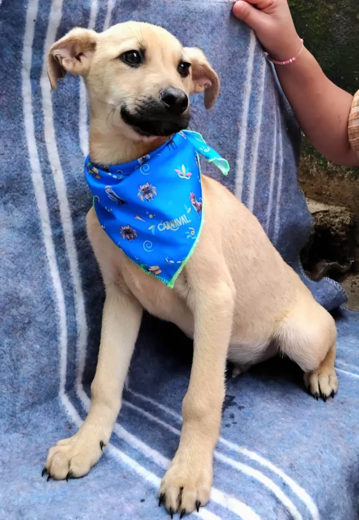 Cachorro ra a SRD-ViraLata idade 2 a 6 meses nome Bento 