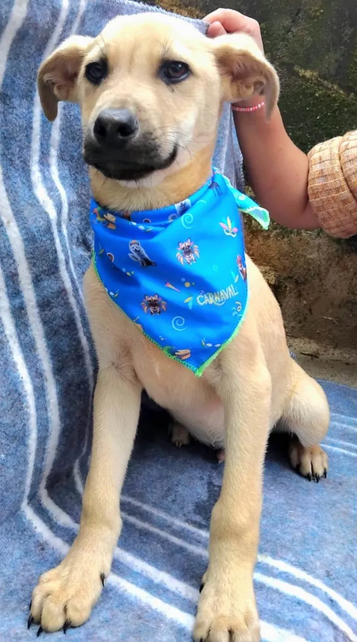 Cachorro ra a SRD-ViraLata idade 2 a 6 meses nome Bento 
