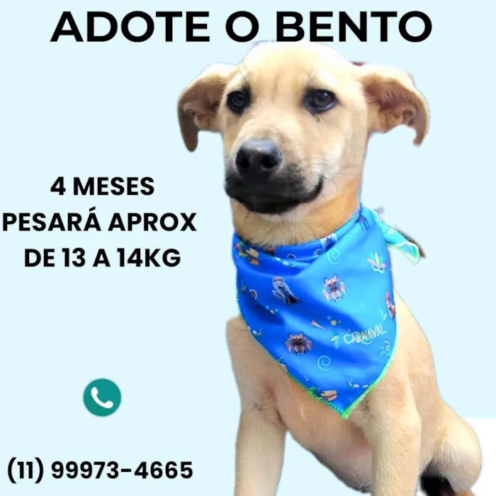 Cachorro ra a SRD-ViraLata idade 2 a 6 meses nome Bento 