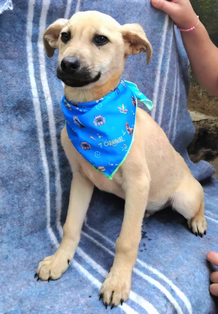 Cachorro ra a SRD-ViraLata idade 2 a 6 meses nome Bento 