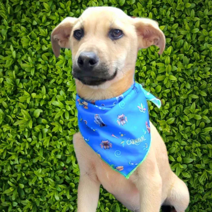 Cachorro ra a SRD-ViraLata idade 2 a 6 meses nome Bento 