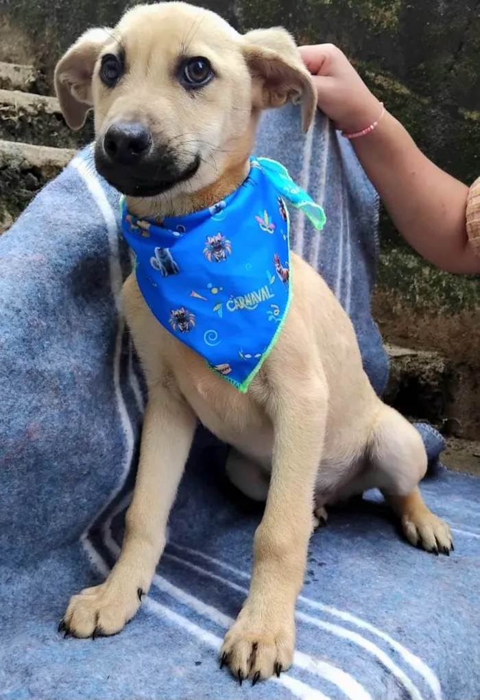 Cachorro ra a SRD-ViraLata idade 2 a 6 meses nome Bento 