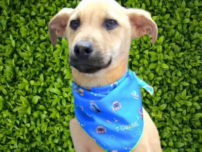 Cachorro raça SRD-ViraLata idade 2 a 6 meses nome Bento 