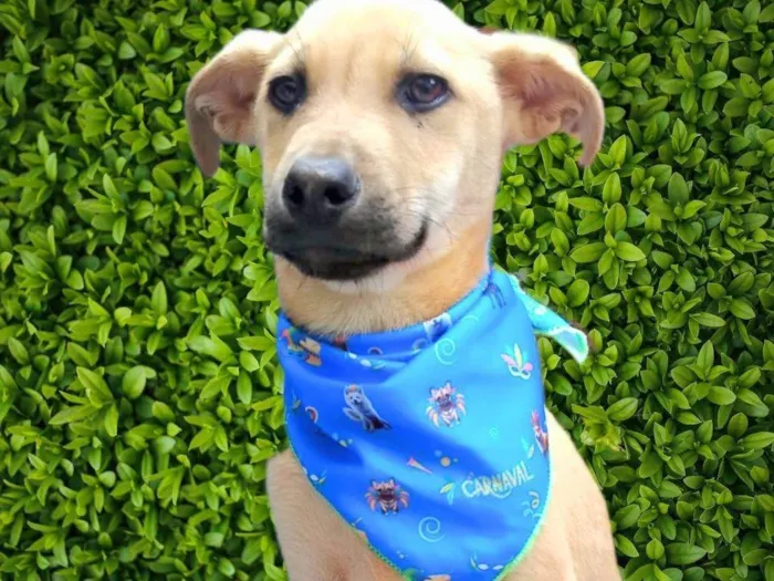 Cachorro ra a SRD-ViraLata idade 2 a 6 meses nome Bento 