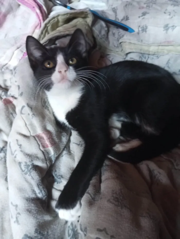 Gato ra a American Shorthair idade 2 a 6 meses nome Zezinho