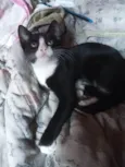 Zezinho