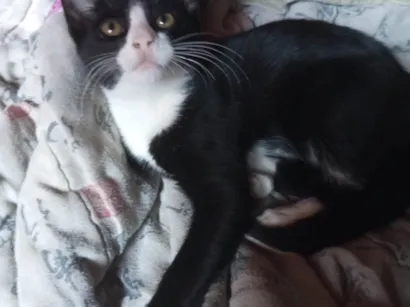 Gato raça American Shorthair idade 2 a 6 meses nome Zezinho